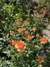 Ring of Fire ™ rose photo