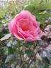 Lijiang Rose rose photo