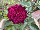 Carolyn Supinger rose photo