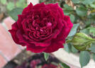 Carolyn Supinger rose photo