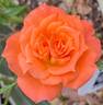 Mandarin Sunblaze ® rose photo