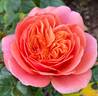 Safari rose photo