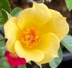 Littlest Angel rose photo