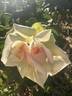 Star of the Republic rose photo