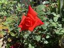 Command Performance rose photo