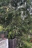 R. Banksia lutea flore pleno rose photo