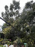R. Banksia lutea flore pleno rose photo