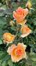 Brass Band ™ rose photo