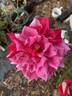 Ninety-Niner rose photo