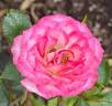 Magic Carrousel rose photo