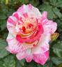 Cabana ™ rose photo