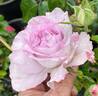 English Perfume ™ rose photo