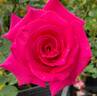 Picture Perfect rose photo