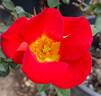 Be-Bop ™ rose photo