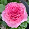 All Dressed Up ™ rose photo