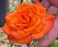 Mandarin Sunblaze ® rose photo