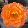 Orange Honey rose photo