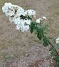 Snow Storm rose photo