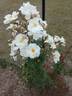 Snow Storm rose photo