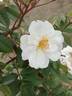 Snow Storm rose photo