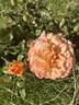 Morning Glow rose photo
