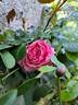 La Rose de Molinard ® rose photo
