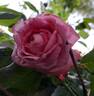 La Rose de Molinard ® rose photo