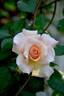 French Lace rose photo