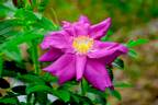 Purple Pavement rose photo