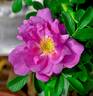 Purple Pavement rose photo