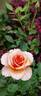 Apricot Princess rose photo