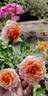 Apricot Princess rose photo