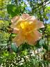 Fighting Temeraire rose photo