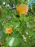 Fighting Temeraire rose photo