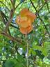 Fighting Temeraire rose photo