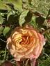 Morning Glow rose photo