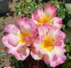 Olivier Roellinger ® rose photo
