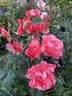 Grimaldi ™ rose photo