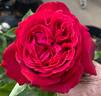 Janice Kellogg ® rose photo