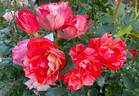 Grimaldi ™ rose photo