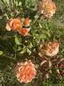 Morning Glow rose photo