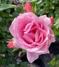 Poetry rose photo