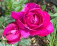 Intrigue rose photo