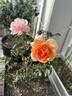 Soul Sister rose photo