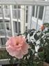 Soul Sister rose photo