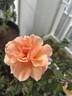 Soul Sister rose photo