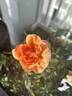 Soul Sister rose photo