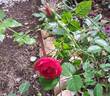 Jolie Provence rose photo