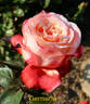 Germania Africana rose photo
