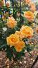 Tangerine Skies ™ rose photo